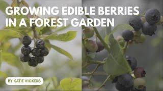 Growing Edible Berries in a Forest Garden