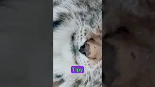 Poznáte šelmu pouze podle čenichu? #hádanka #kočky