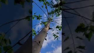 Village beauty #shorts #shortvideo #ytshorts #fyp #nature