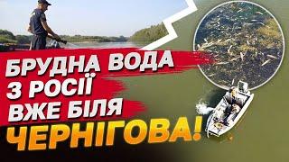 БРУДНА ВОДА доходить до Чернігова! У Сеймі та Десні зібрали 17 тонн дохлої риби!