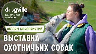 Выставка Охотничьих собак - Все о Борзых