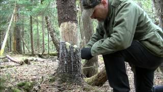 Spruce resin and Gum