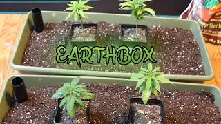 What is an Earthbox & How to Use it !