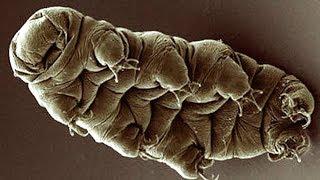 What are Tardigrades? | BBC Earth Explore