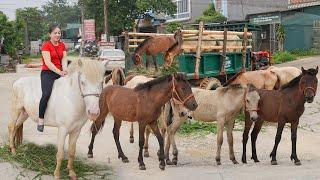 Buy Many Horses from Villagers and Use Truck to Transport them to Market to Sell | Daily Farm