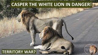 The Fall of a King? Casper the White Lion Faces Elimination by Territorial Rivals