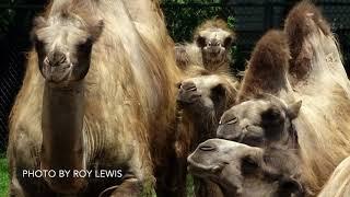 Detroit Zoo | Educational Lessons: Animal Mysteries and Misconceptions (Camels)