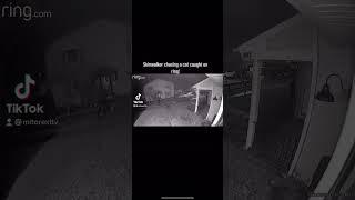 Skinwalker chases cat! #shorts