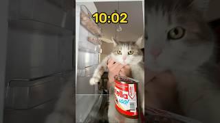 Our cat Lucy always steals the treats 