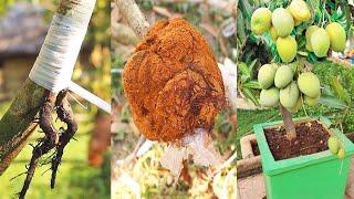 Mango Growing: Contact Grafting Of Mango With Cocopeat l Best Method Of  All Time