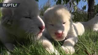 Cute white baby Lions are born in Crimean Taigan Safari Park