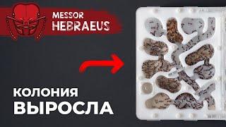 ОТКРЫЛ ПОСЛЕДНИЙ ОТСЕК ФОРМИКАРИЯ | Messor hebraeus