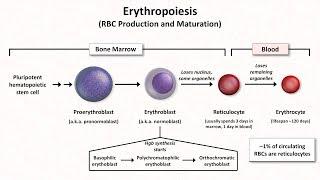 Normal RBC Physiology (Including erythropoiesis)