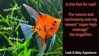 Is this fish for real?! Exploring the mythos around this “high coverage” Koi.