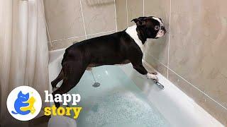  Toby the Boston Terrier: Hilarious Social Media Star | HAPP