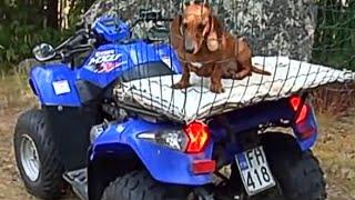 Dachshund and ATV (Youtube image stabilization test)