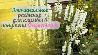 Это идеальное растение для клумбы в полутени - Физостегия (Physostegia)