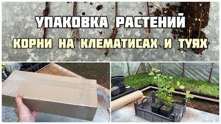 Упаковка растений | Корни на клематисах и туях | САДОВЫЕ ДЕЛА