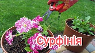 Сурфінія. Обрізаємо, щоб квітла весь сезон. #сурфінія #дачнийагроном #квіти #сад #дача