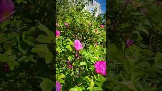 Типичный Тамбовский двор - цветы