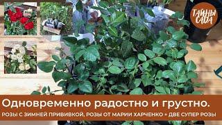 ЧТО - ТО ПОШЛО НЕ ТАК. Розы с ЗИМНЕЙ ПРИВИВКОЙ. Розы МАРИИ ХАРЧЕНКО + 2 СУПЕР РОЗЫ. ОБЗОР ПОСЫЛОК.