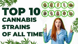 Top 10 Cannabis Strains of All Time || High Life Global