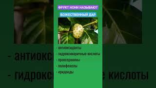 НОНИ - БОЖЕСТВЕННЫЙ ФРУКТ #атоми #зож #сокнони #полезныесоветы #польза #здоровье #здоровоепитание