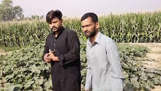 Pakistan Punjab Village Life Routine Work | Vegetables Farming in Punjab |Muhammad Waqas Tech