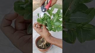 sadahar care #sadabahar #periwinkle #vinca #vincaflower #homegarden #video