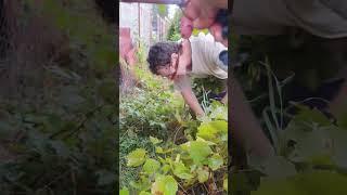 Harvesting grapes   #shortvideo #fruit #trending #farming #grape #fyp