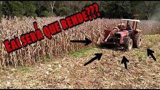 Final da colheita do milho só faltam 200 hectares