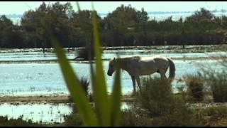 Camargue Vacation Travel Video Guide