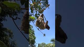 Three-Fingered Sloth Attempting to Cross a River!
