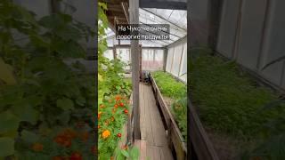 Теплица на Чукотке #чукотка #билибино