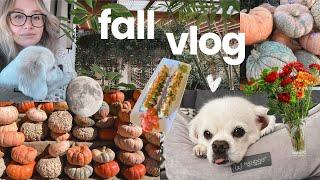  Fall Week in my Life  in the USA | Trader Joe's, Hobby Lobby, Cozy days at home   