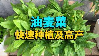 阳台种菜，光照条件不足怎么办？推荐种油麦菜，种一次采收大半年|Indian lettuce|好种又好吃，新手也能一次成功