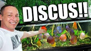 Building the ULTIMATE discus fish aquarium!! the king of DIY