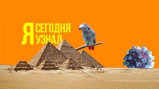 Сегодня я узнал / Выпуск #11