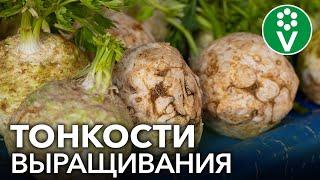 ВСЕ СЕКРЕТЫ СЕЛЬДЕРЕЯ: при таком посеве корнеплоды вырастут огромными!