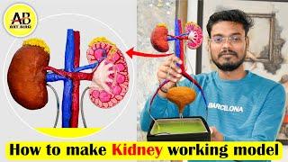 How to make a human kidney working model