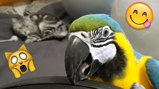 Parrot Annoys Cat - Diego's 'How To Win Friends'  (Ara Ararauna & kocour)