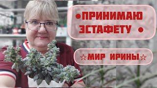 #мояколлекция ПРИНИМАЮ ЭСТАФЕТУ | МИР ИРИНЫ |ПЕРЕДАЮ ЭСТАФЕТУ 