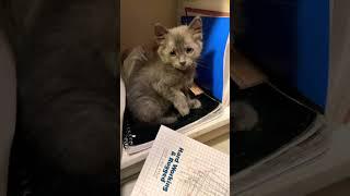 Feisty Kitty