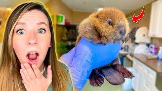 Beaver Wins Legal Battle to Stay at Wildlife Rescue!