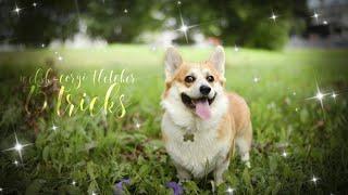 ||75 AWESOME TRICKS BY WELSH CORGI FLETCHER||