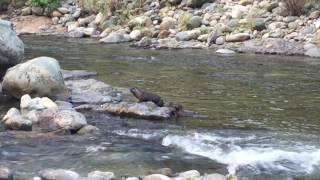 Wild River Otters swimming at the confluence of the Yuba and Downie Rivers.