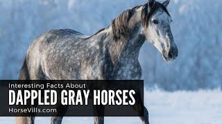 Interesting Facts About Dappled Gray Horses