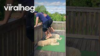 Couple Workout With Dogs || ViralHog
