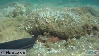 Pescasub : Una giornata di mare sott'acqua - Claudio Basili