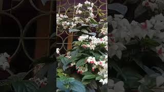 home gardening #gardenflowers #homegarden #nature